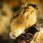 Nucella lapillus